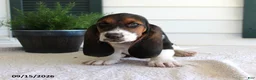 Basset Hound dogs for sale: Champ - Ad 1