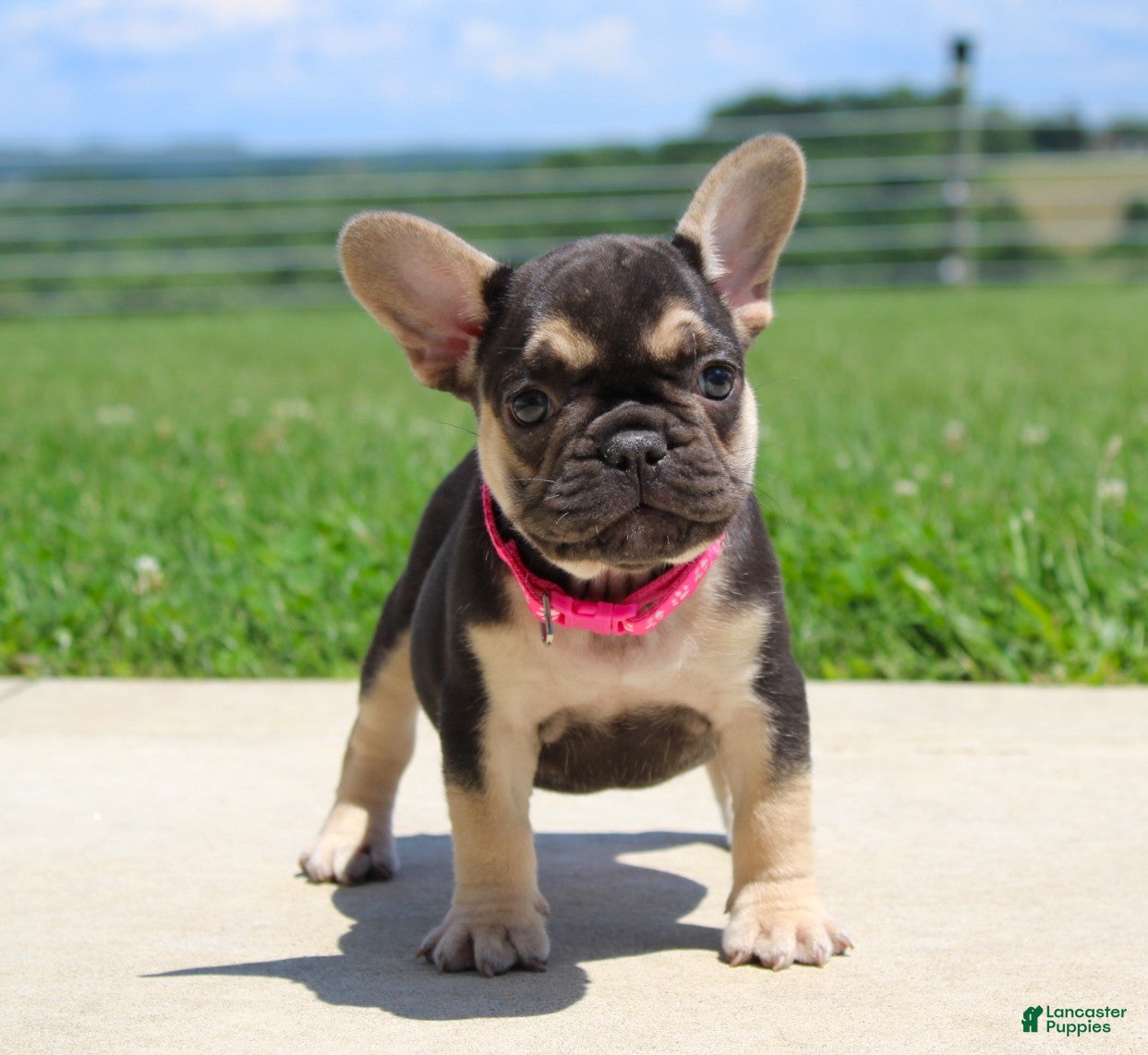 French Bulldog dogs Mocha - Ad 2