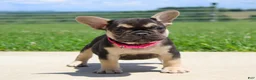 French Bulldog dogs for sale: Mocha - Ad 2