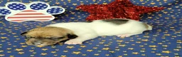 Jack Russell Terrier dogs for sale: Puck CKC registered male - Ad 2