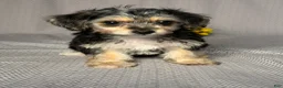 Yochon dogs for sale: Grace  - Ad 1