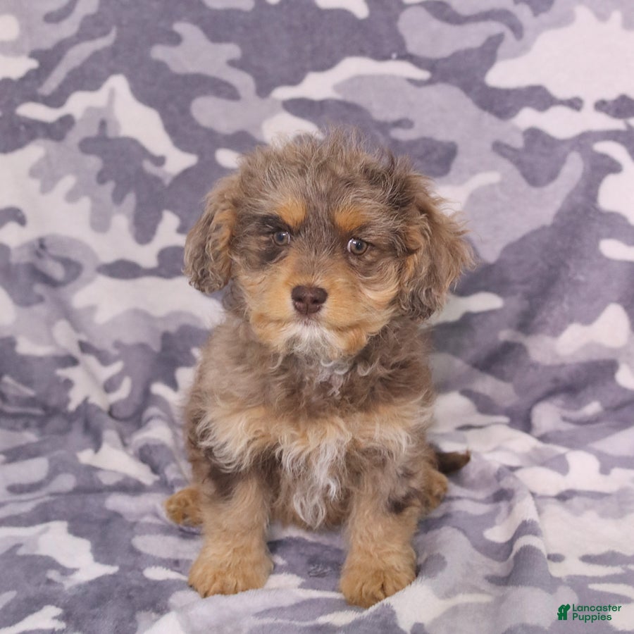 Cavapoo dogs Zoey - Ad 1