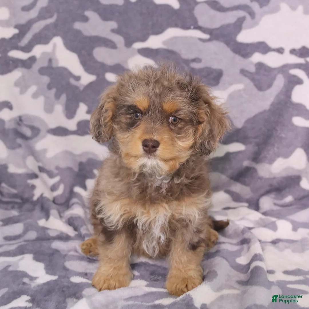 Cavapoo dogs for sale: Zoey - Ad 1