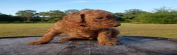Goldendoodle dogs for sale: Ruby - Ad 7