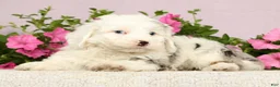 Mini Bernedoodle dogs for sale: Jasper - Ad 9