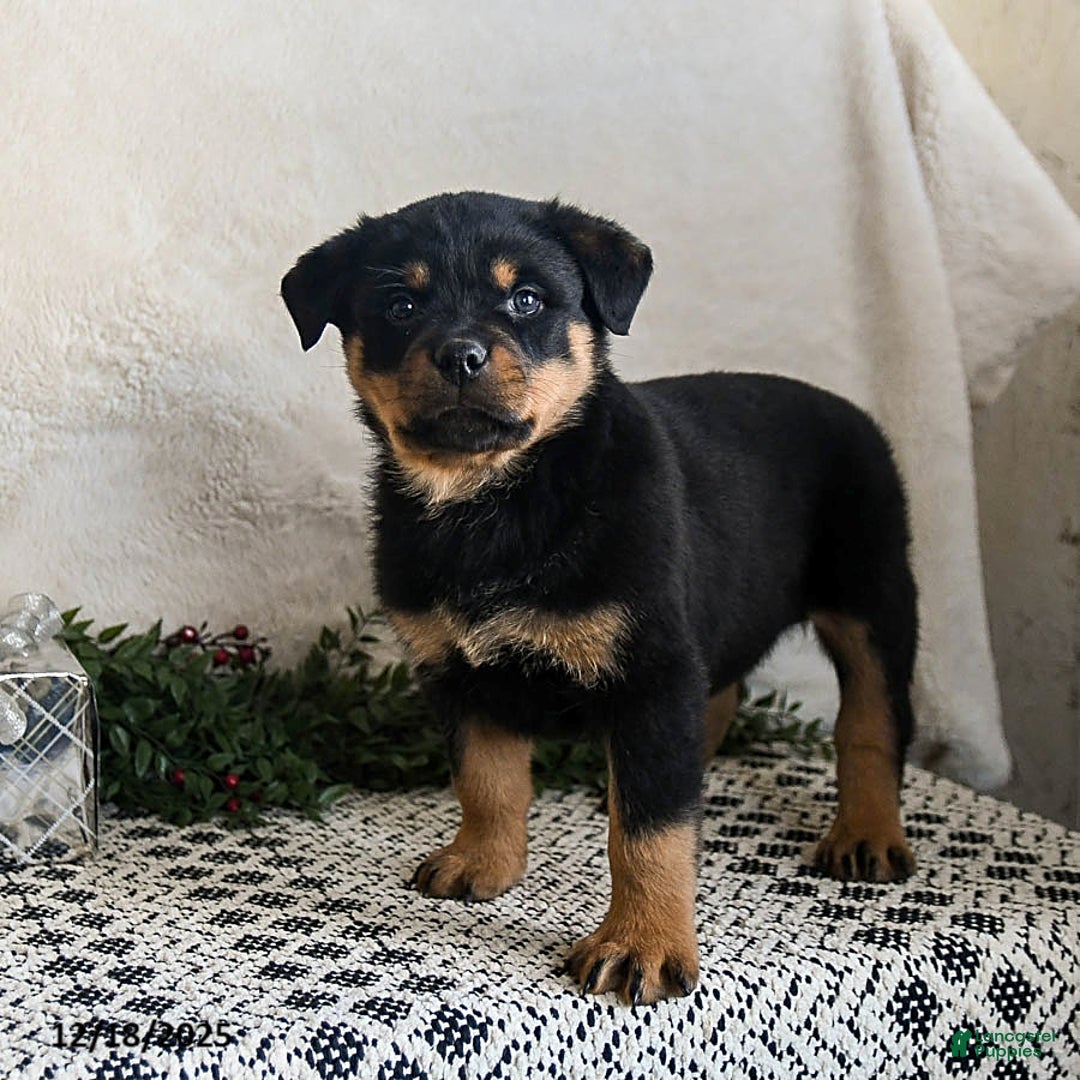 Rottweiler dogs for sale: Gru  - Ad 5