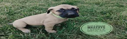 English Mastiff dogs for sale: Beulah  - Ad 4