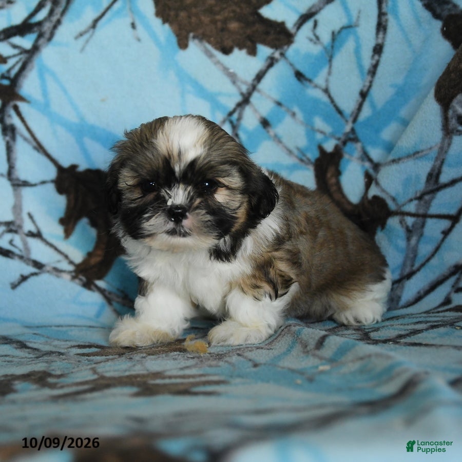 Tula (Shih Tzu, Female) in Gap, PA