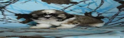 Shih Tzu dogs for sale: Tula - Ad 1