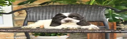 English Cocker Spaniel dogs for sale: Cowboy - Ad 3