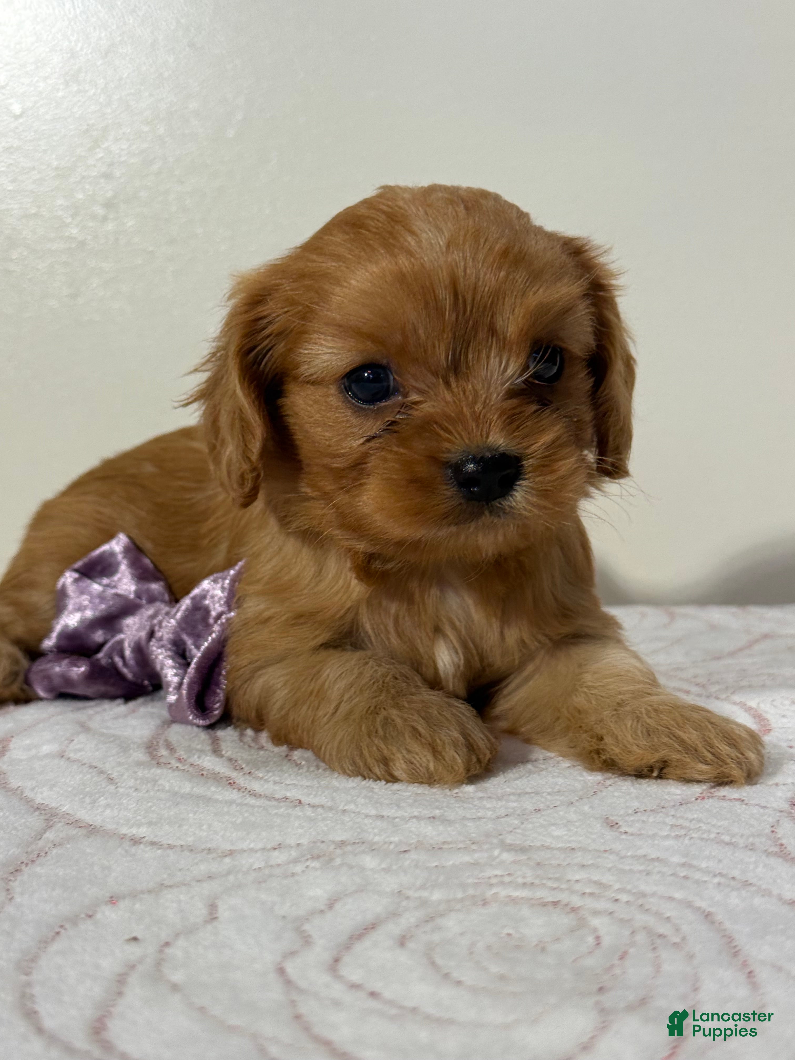 Cavapoo dogs Bubbles Cavapoo  - Ad 2
