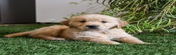 Golden Retriever dogs for sale: Moxie - Ad 3