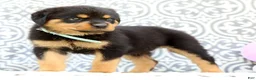 Rottweiler dogs for sale: Micky - Ad 4