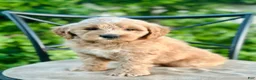 Mini Goldendoodle dogs for sale: Percy - Ad 4