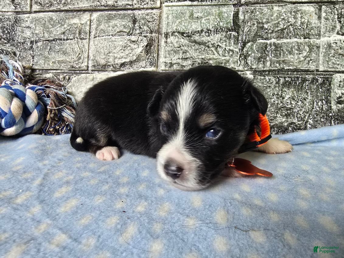 Toy Australian Shepherd dogs Boy 1 - Ad 1