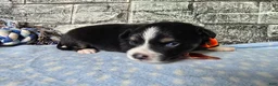 Toy Australian Shepherd dogs for sale: Boy 1 - Ad 1
