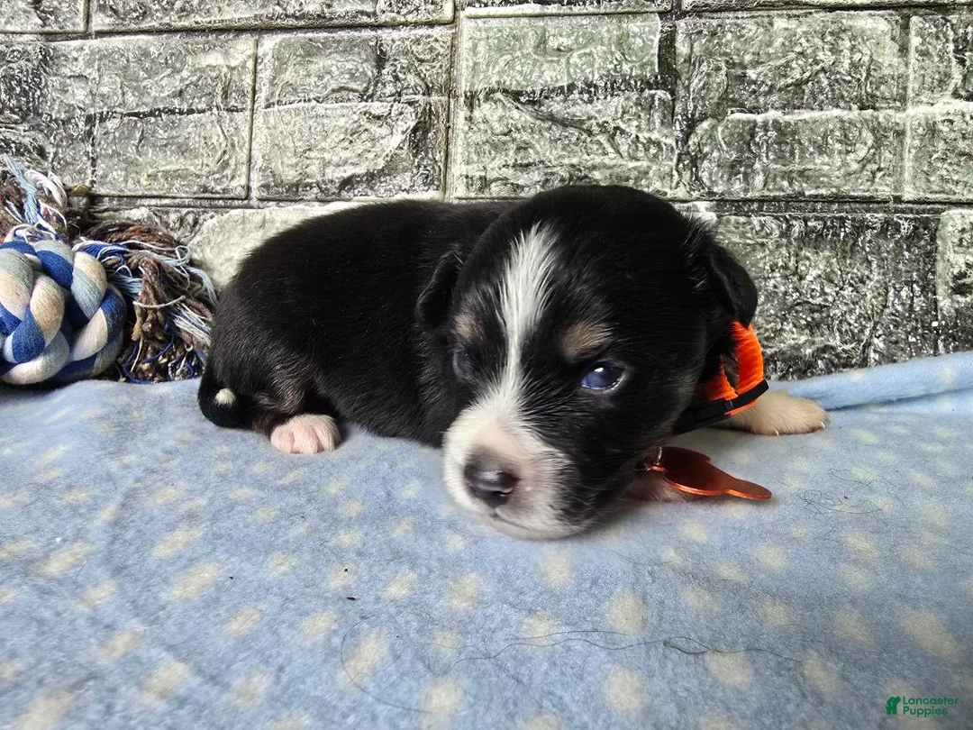 Toy Australian Shepherd dogs for sale: Boy 1 - Ad 1