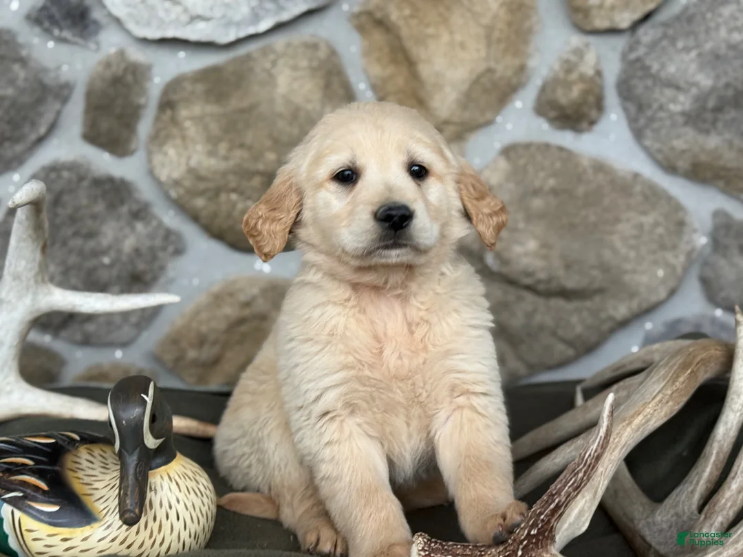 Golden Retriever dogs for sale: Abel - Ad 5