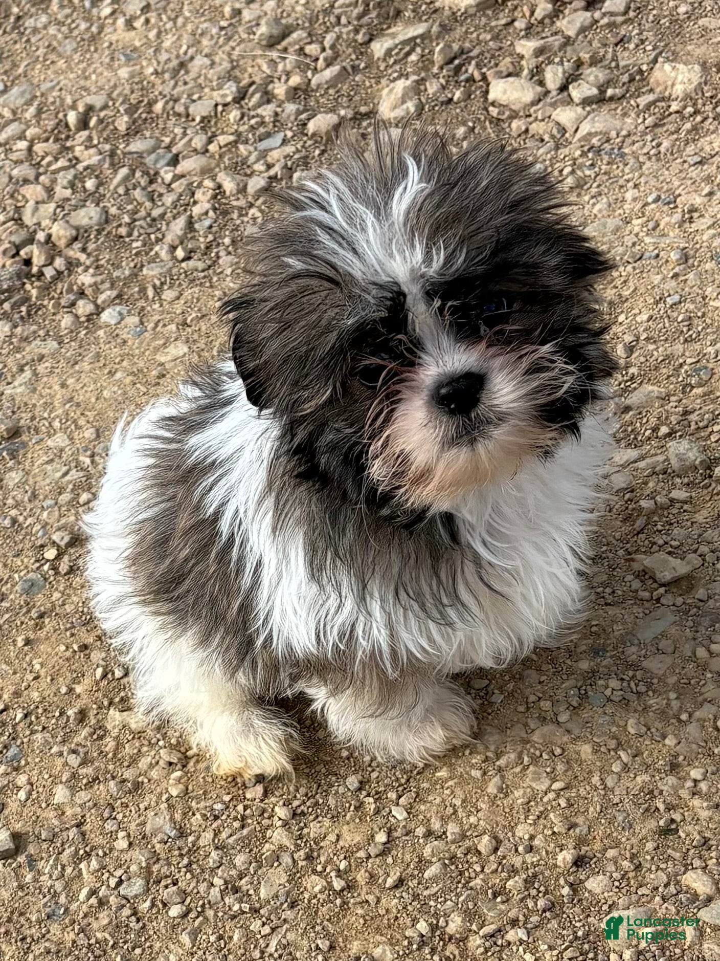 Shih Tzu dogs Hershey  - Ad 1