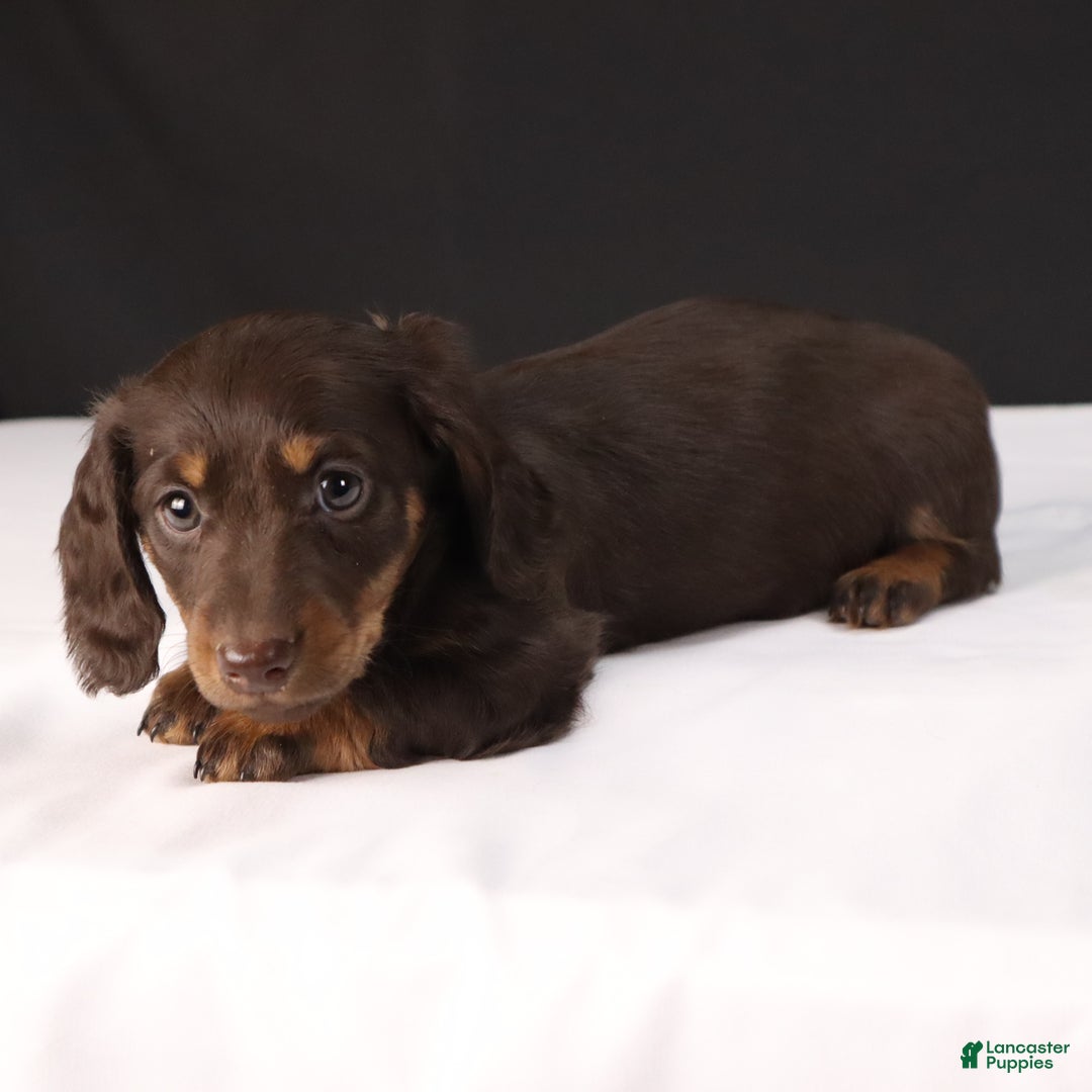Dachshund dogs for sale: Cocoa - Ad 5