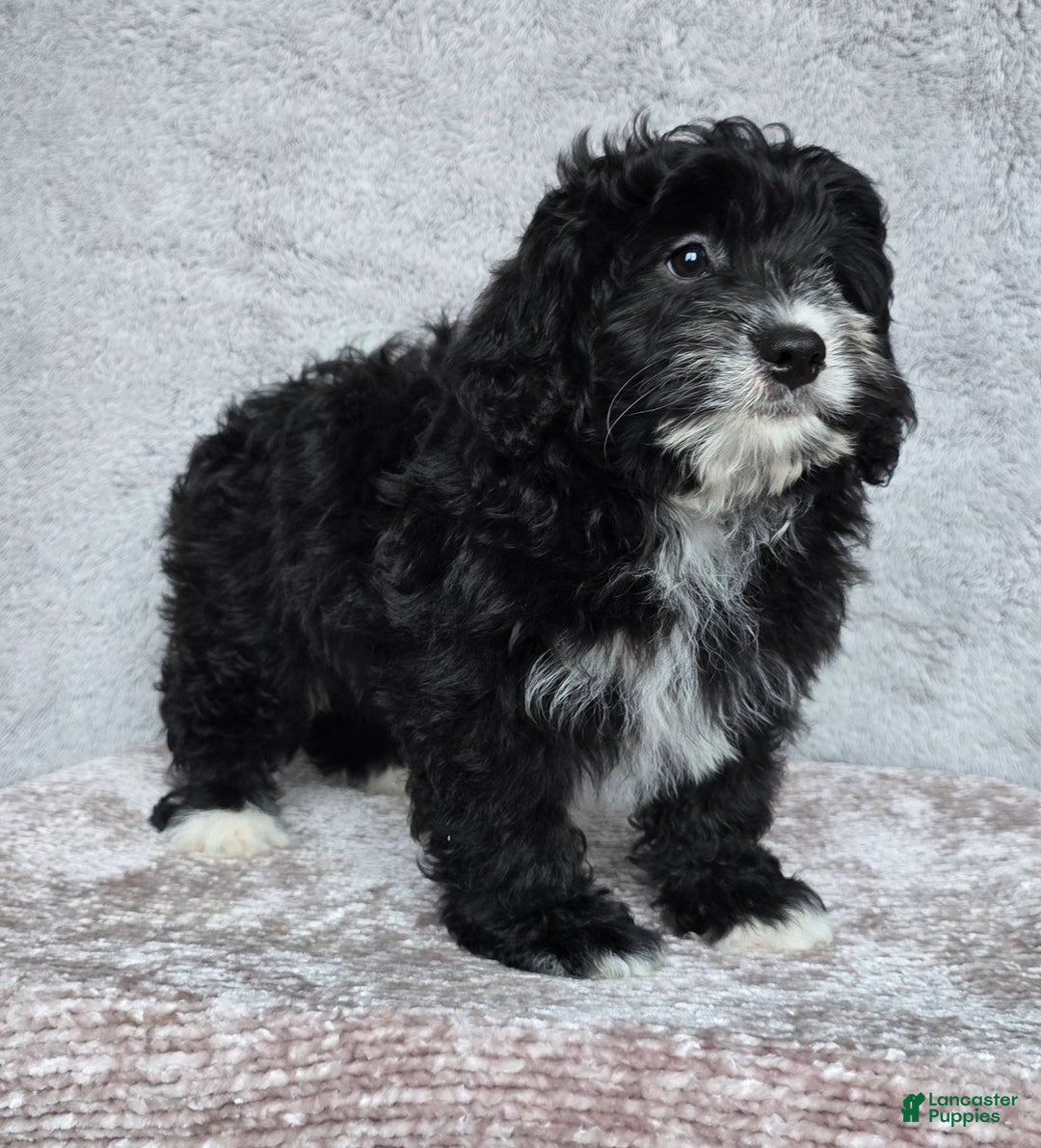 Mini Bernedoodle dogs for sale: Mini Reese - Ad 11