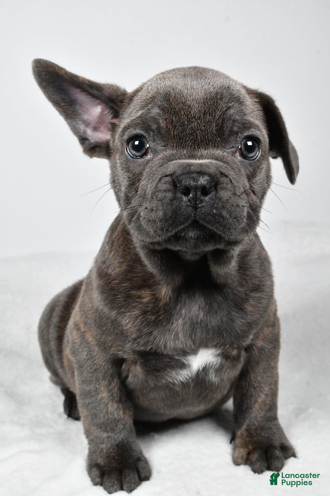 Mixed Breed dogs for sale: Rambo - Ad 7