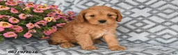 Cavapoo dogs for sale: Theo - Ad 3
