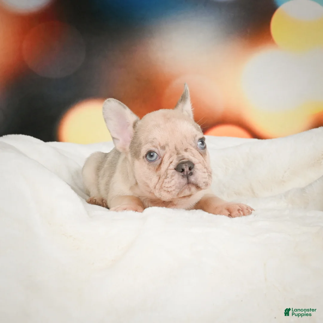 French Bulldog dogs for sale: Axel - Ad 16