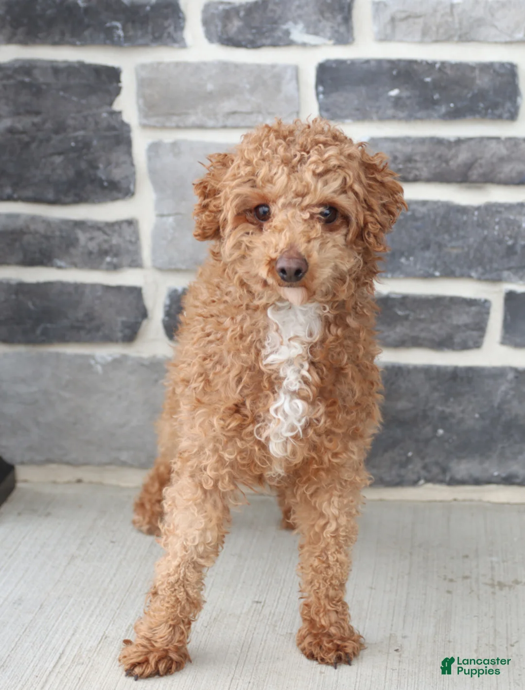 Miniature Poodle dogs for sale: Emmy - Ad 7