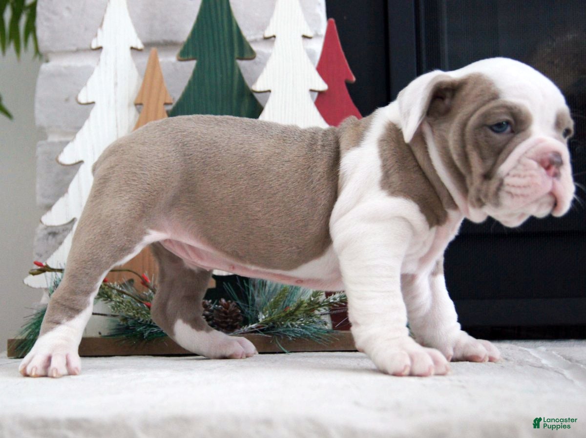 Olde English Bulldogge dogs Oakley - Ad 4