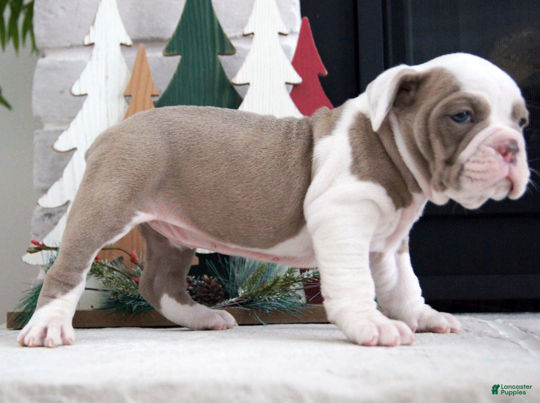 Olde English Bulldogge dogs for sale: Oakley - Ad 1