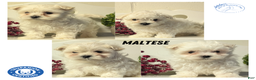 Maltese dogs for sale: Bella - Ad 8