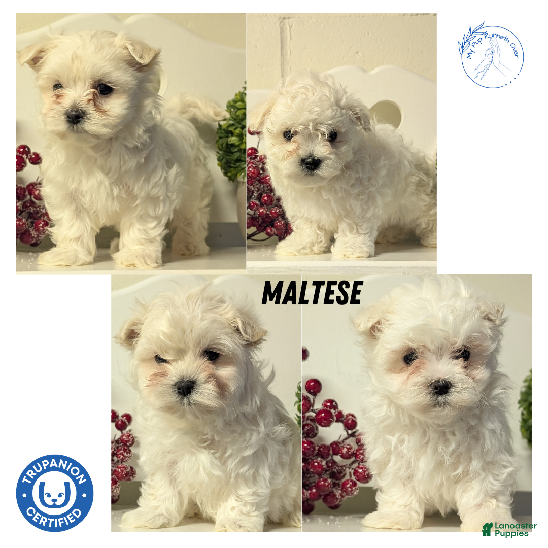Maltese dogs for sale: Bella - Ad 8