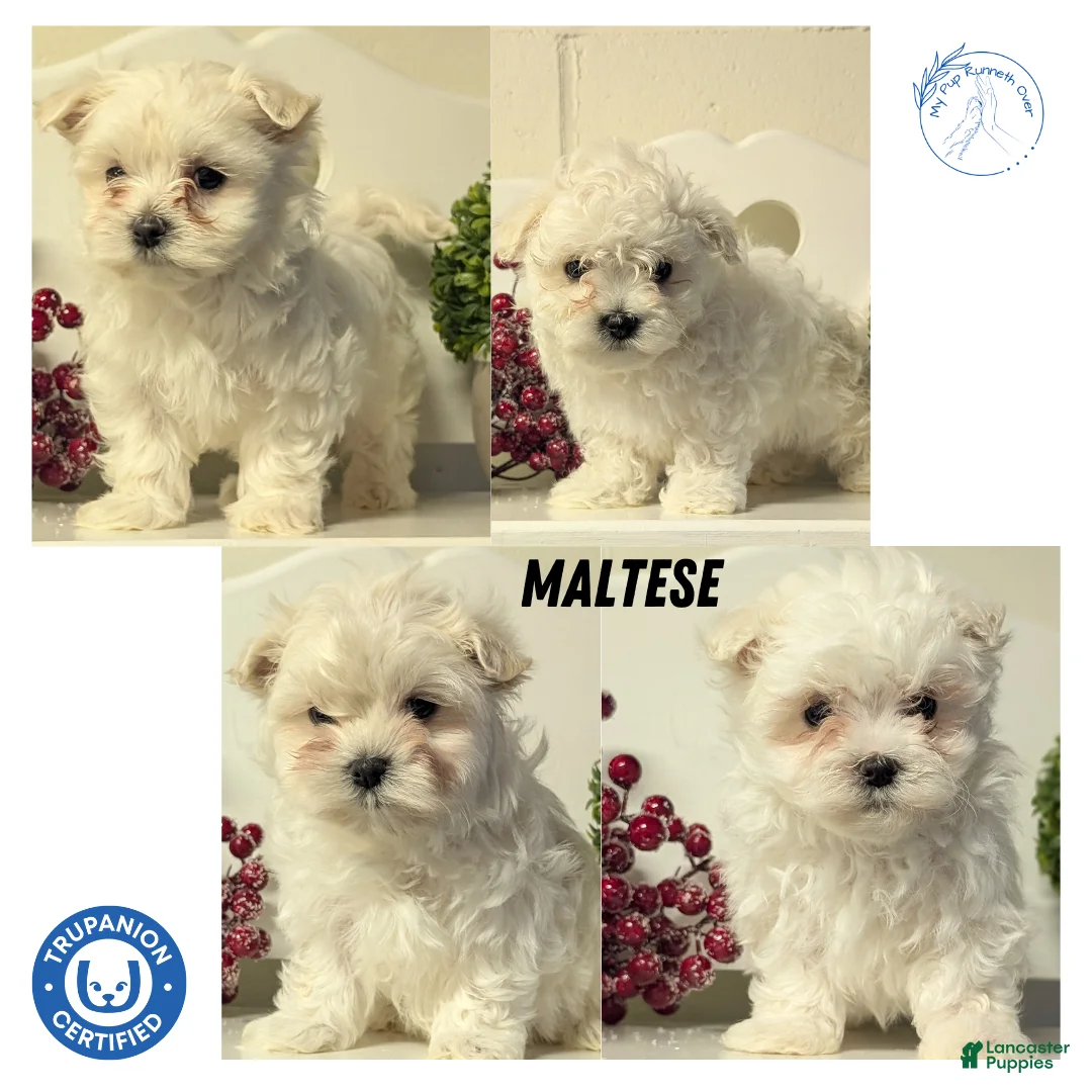 Maltese dogs for sale: Baxter  - Ad 10