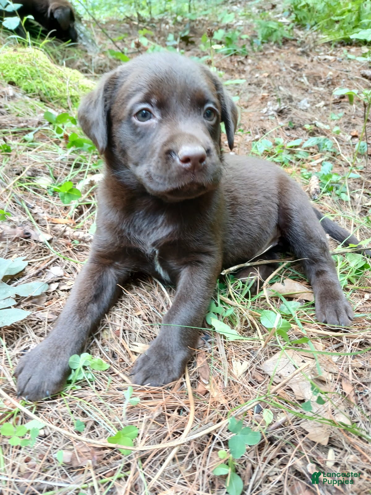 Labrador Retriever dogs Labrador Retriever Girl 6 - Ad 3