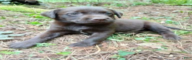 Labrador Retriever Girl 6