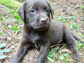 Labrador Retriever dogs Labrador Retriever Girl 6 - Ad 3