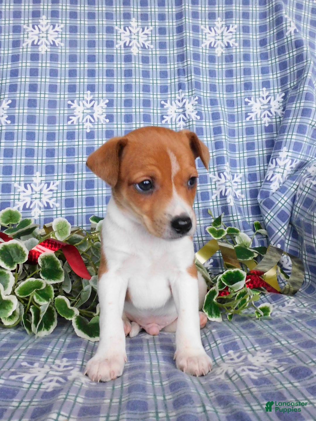 Jack Russell Terrier dogs for sale: Rinti - Ad 5