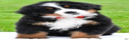 Bernese Mountain Dog dogs for sale: Ranger - Ad 2