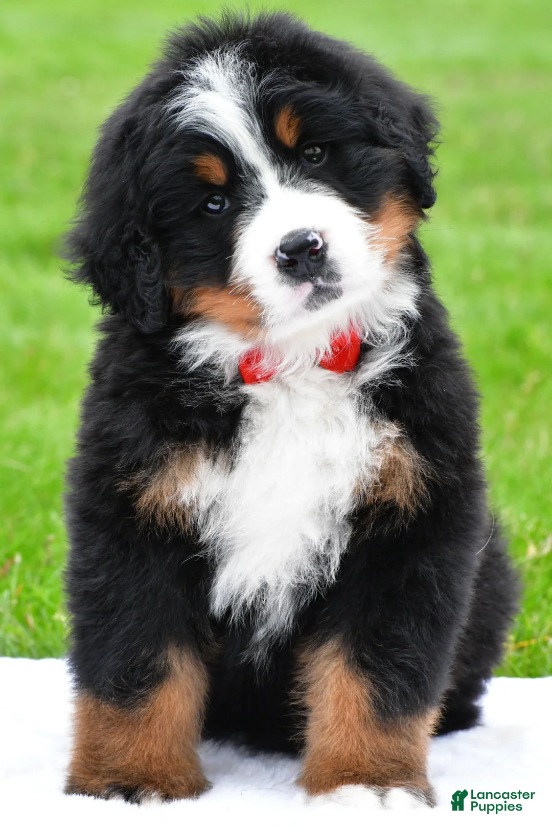 Bernese Mountain Dog dogs for sale: Ranger - Ad 2