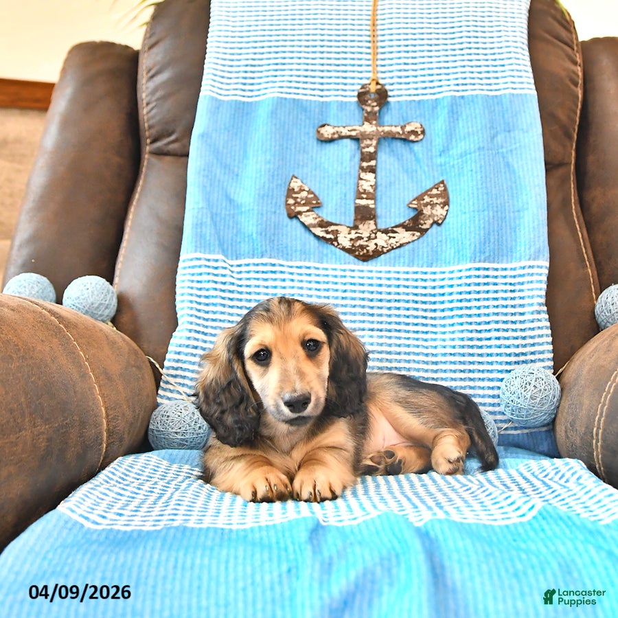 Miniature Dachshund dogs Brantley - Ad 2