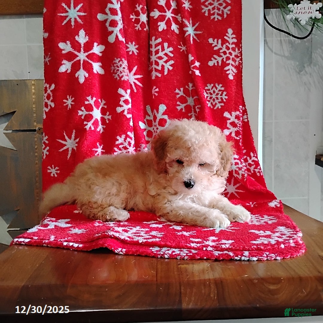 Mini Bernedoodle dogs for sale: Roselani - Ad 6