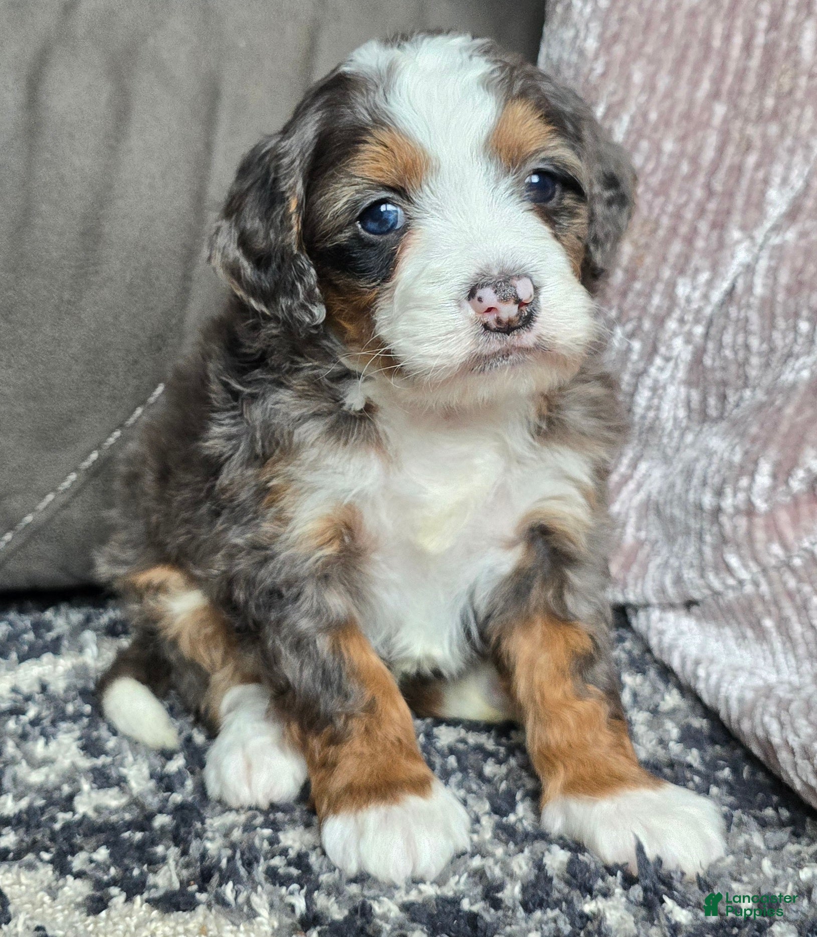 Mini Bernedoodle dogs Mini Izzy - Ad 13