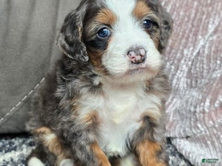 Mini Bernedoodle dogs Mini Izzy - Ad 13