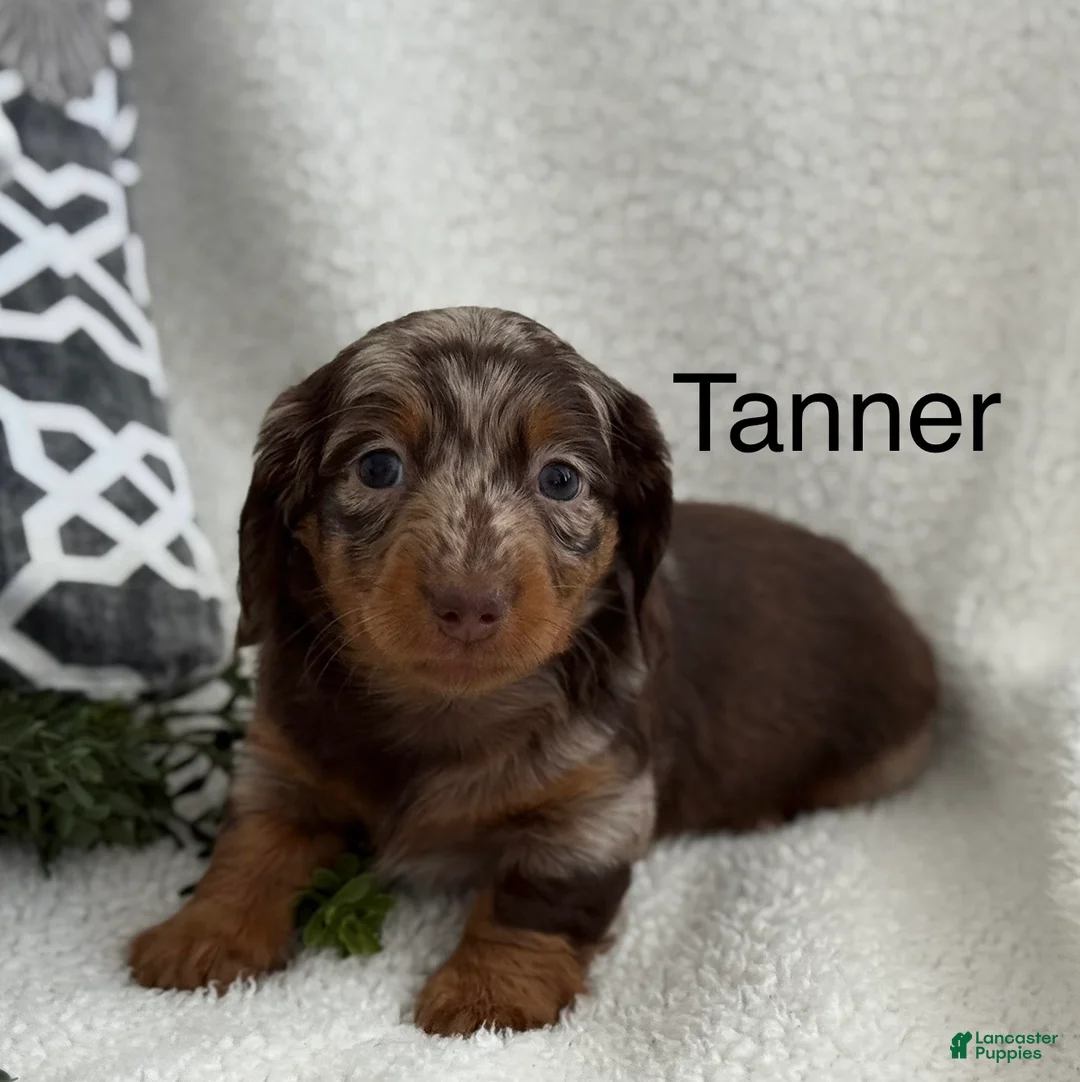 Miniature Dachshund dogs for sale: Tanner - Ad 11