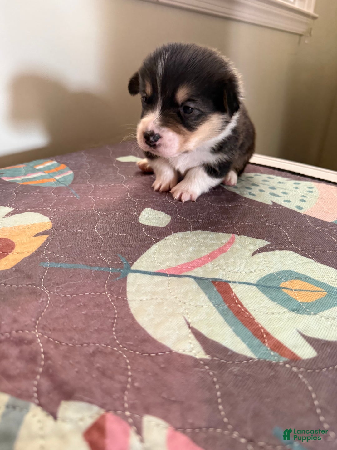 Welsh Corgi Pembroke dogs for sale: Jacob - Ad 4