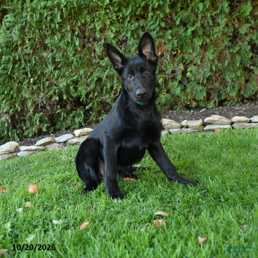 German Shepherd dogs Giselle  - Ad 1