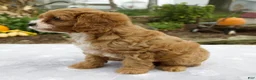 Cavapoo dogs for sale: Theo - Ad 6