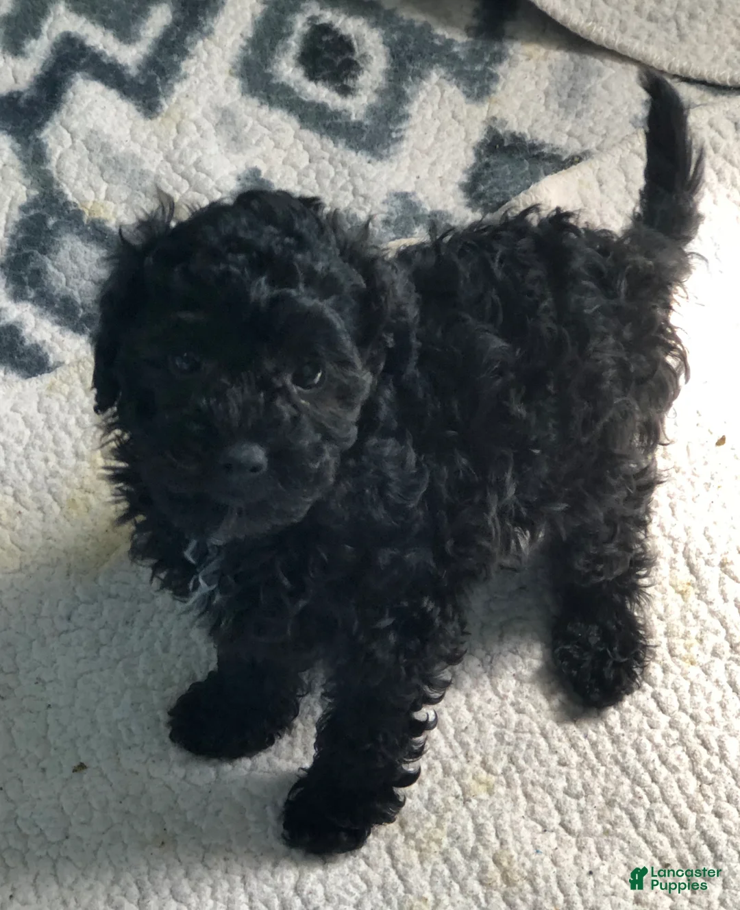 Cavapoo dogs for sale: Walker - Ad 2