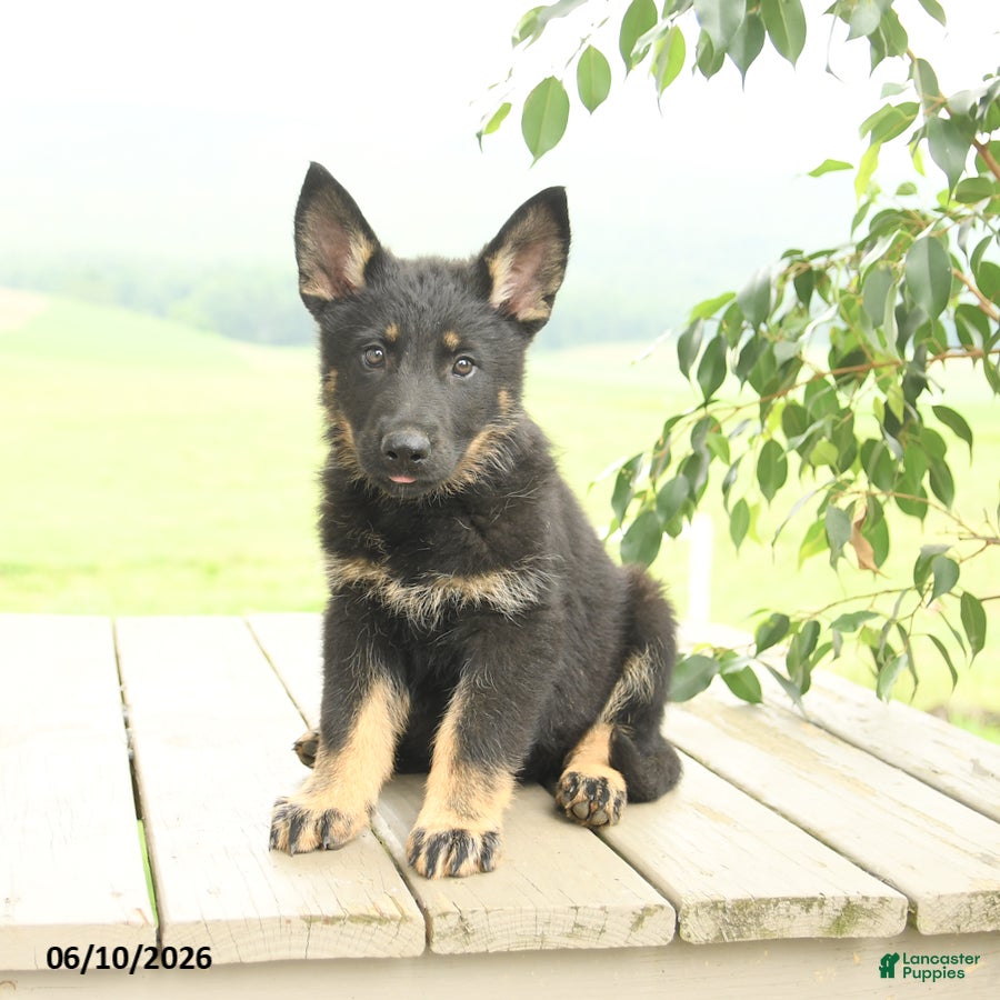 German Shepherd dogs Penny - Ad 1
